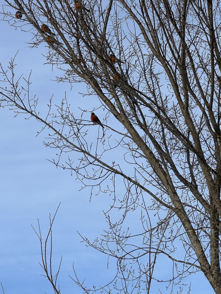American Robin - ML630400351