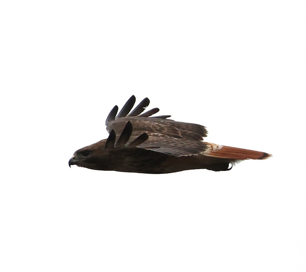 Red-tailed Hawk - ML630400384