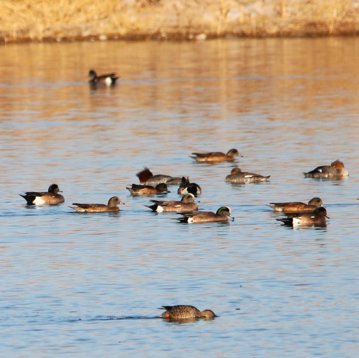 Хумхин бохио - ML630400884