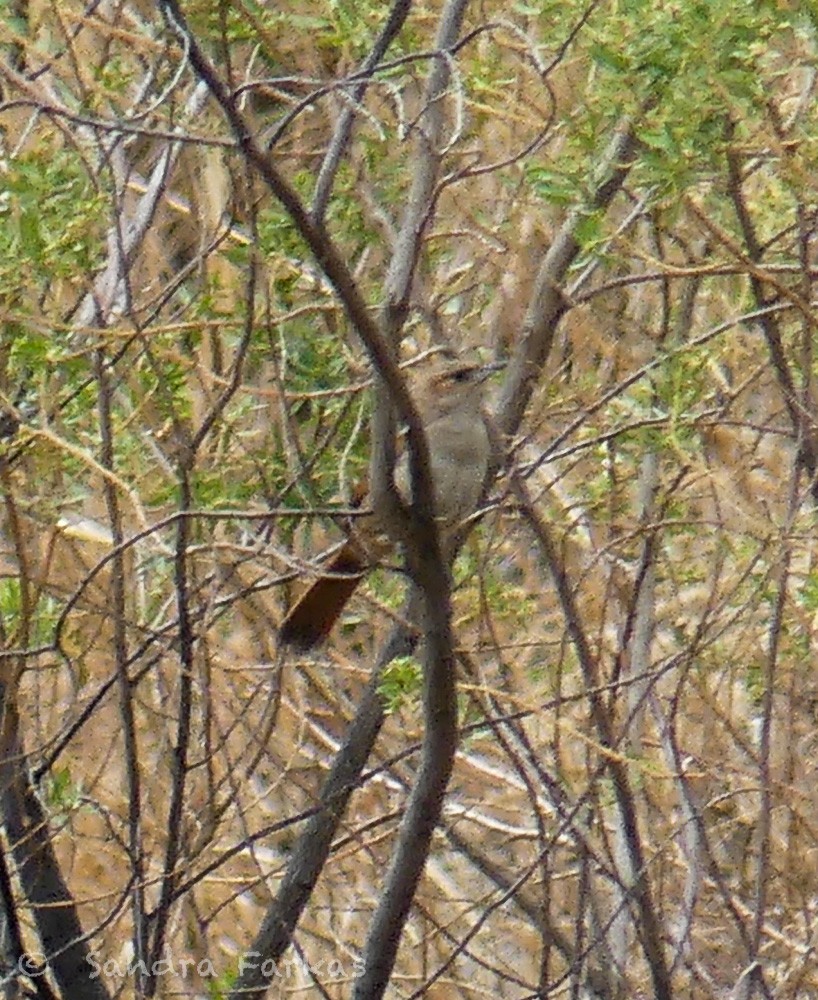 Streak-fronted Thornbird - ML630401186