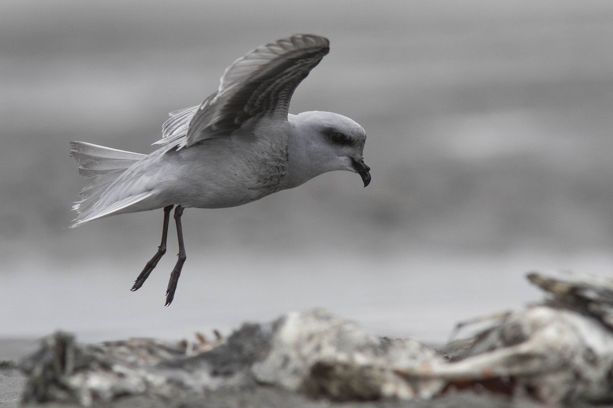 Fork-tailed Storm-Petrel - Bryce Robinson