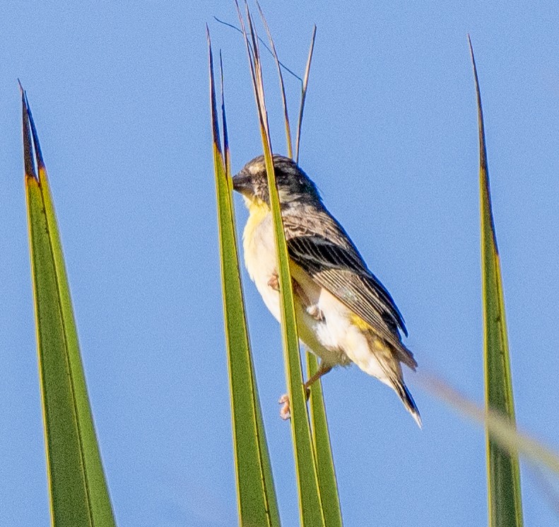Lemon-breasted Seedeater - ML630401235