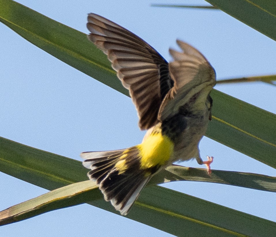Lemon-breasted Seedeater - ML630401236