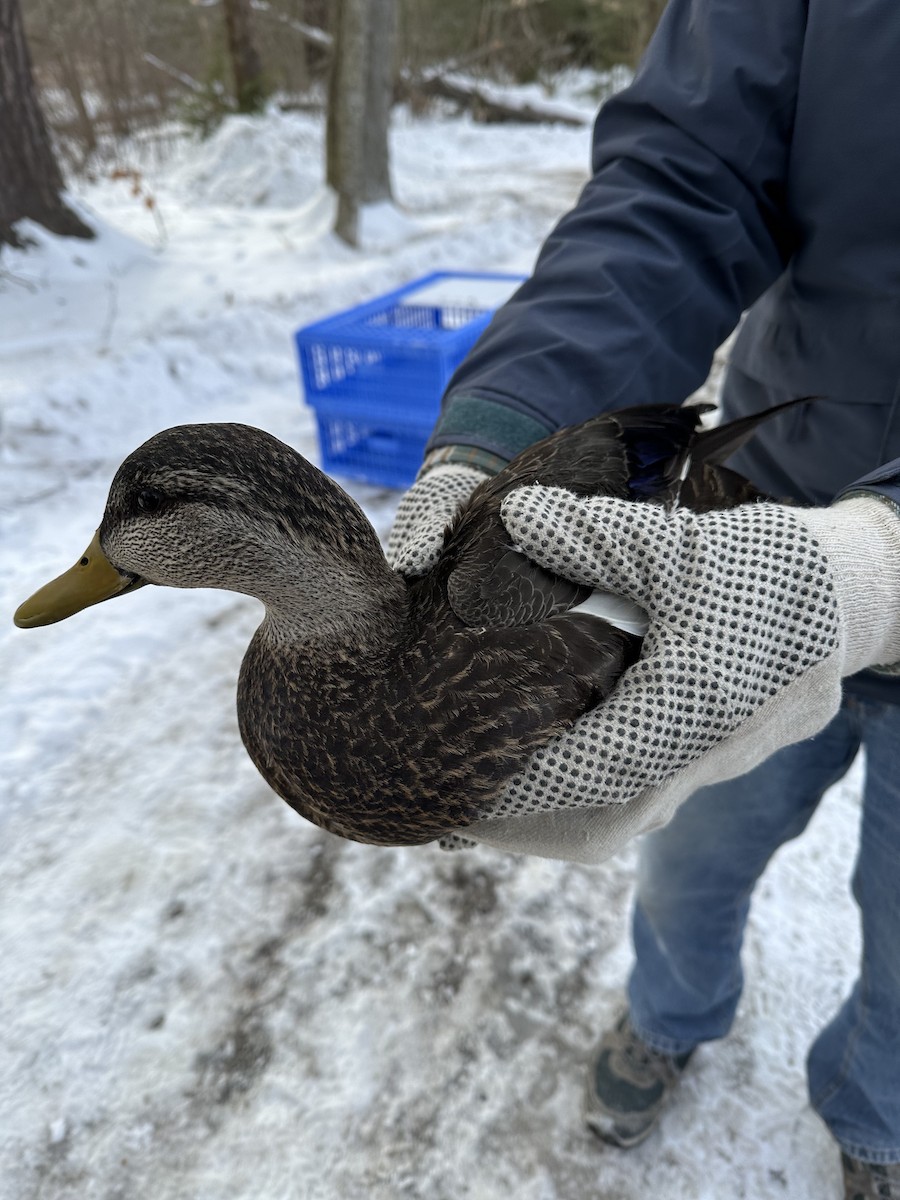 American Black Duck - ML630401451