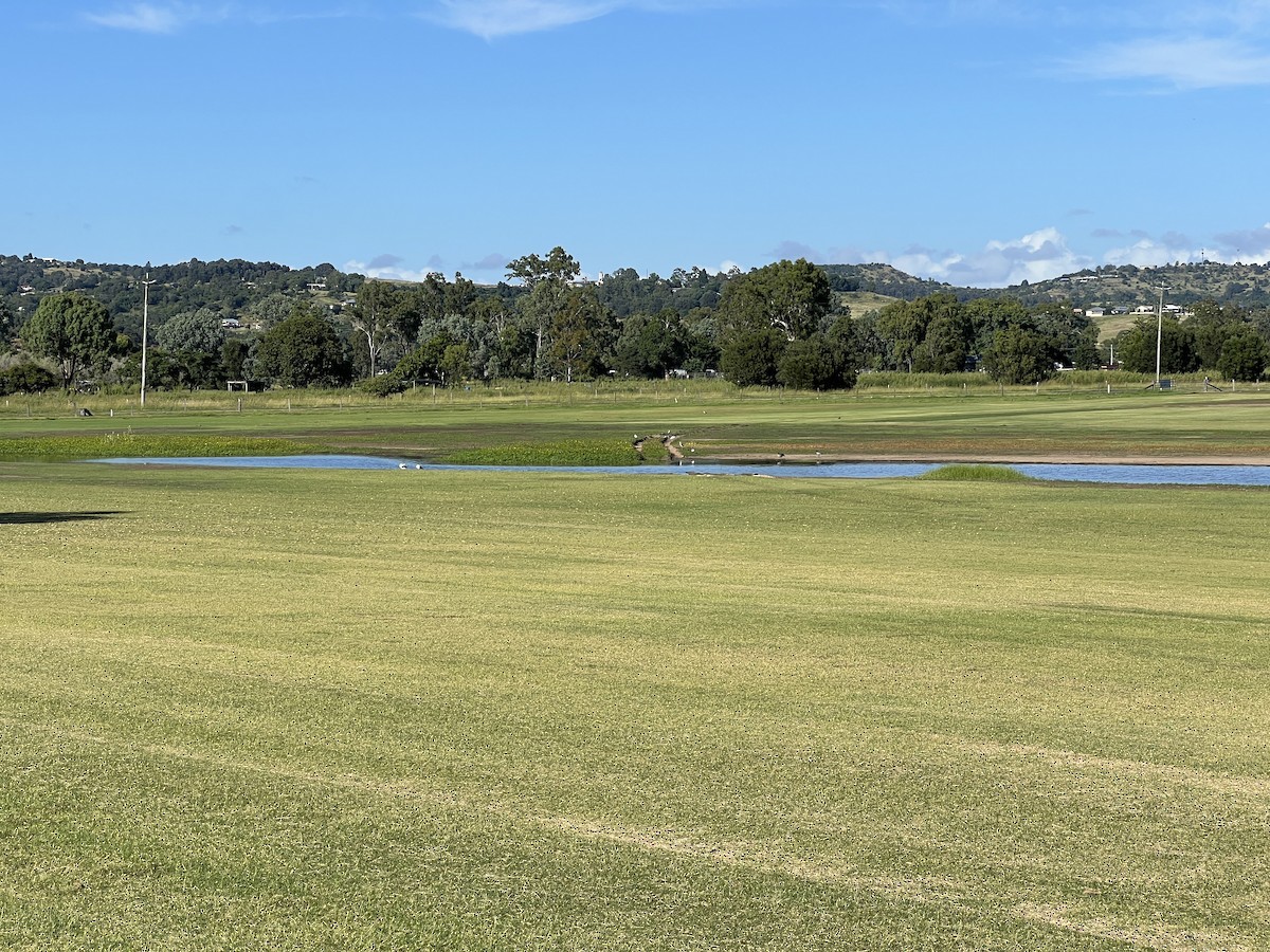 Australian Painted-Snipe - ML630401479