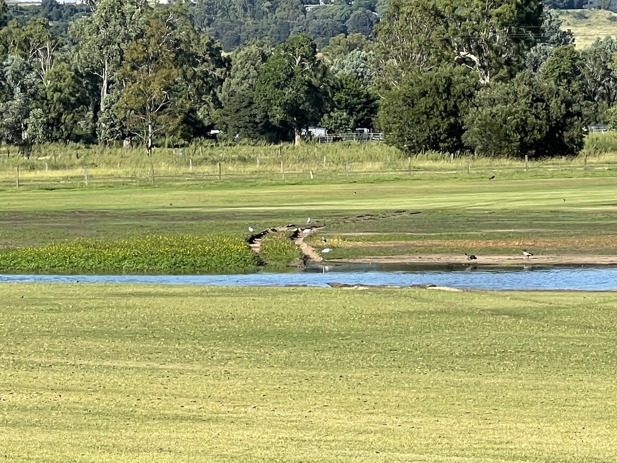 Australian Painted-Snipe - ML630401486
