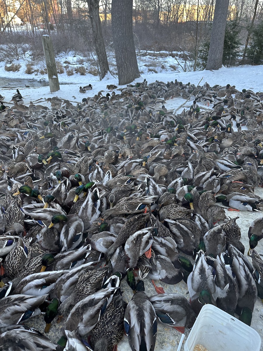 Mallard - ML630401555