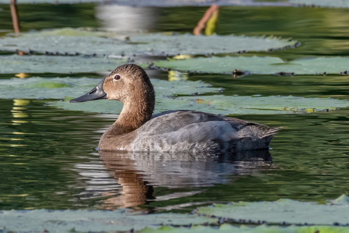 Canvasback - ML630401615