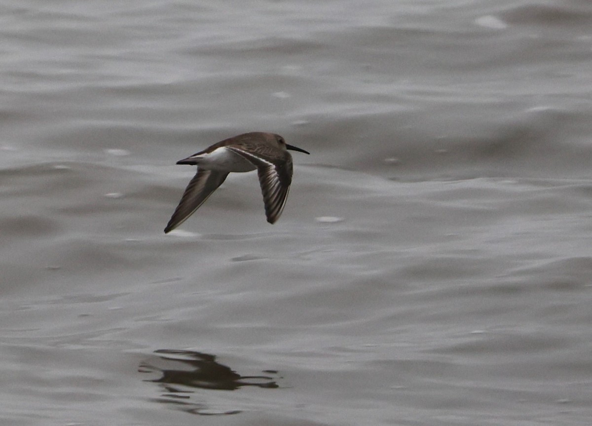 Dunlin - ML630401622