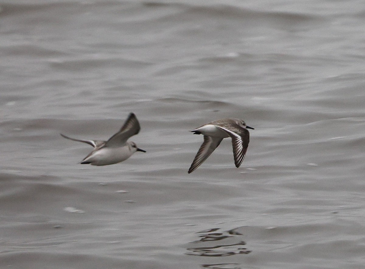 Sanderling - ML630401820