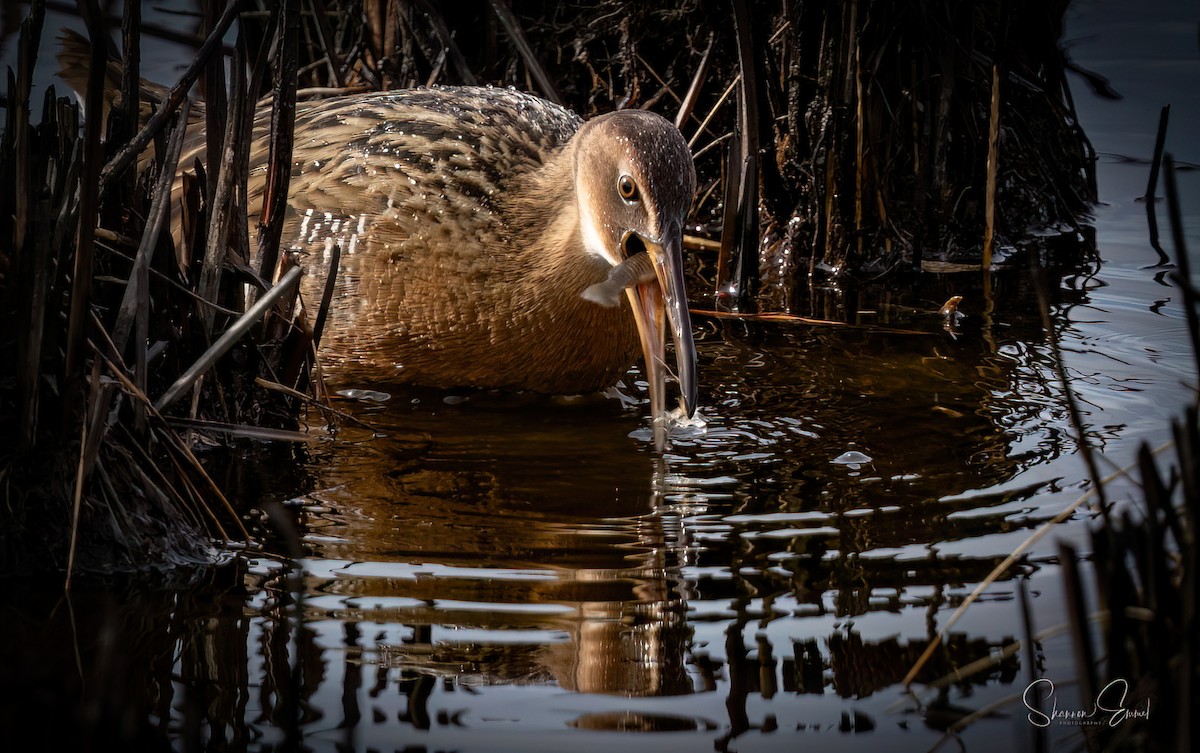 King Rail - ML630401871