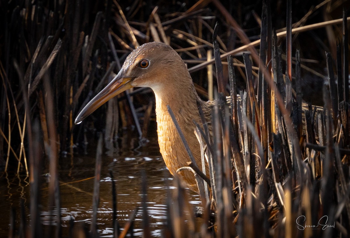 King Rail - ML630401874