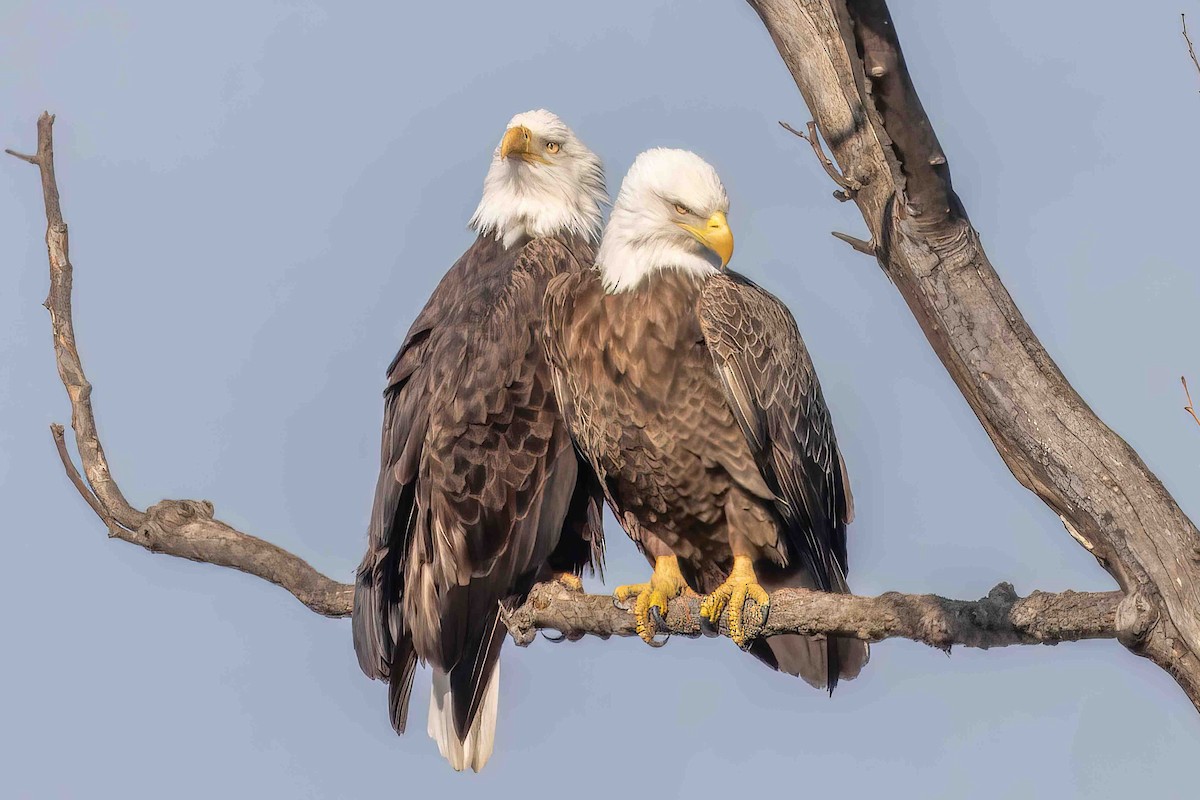 Bald Eagle - Bill Wood