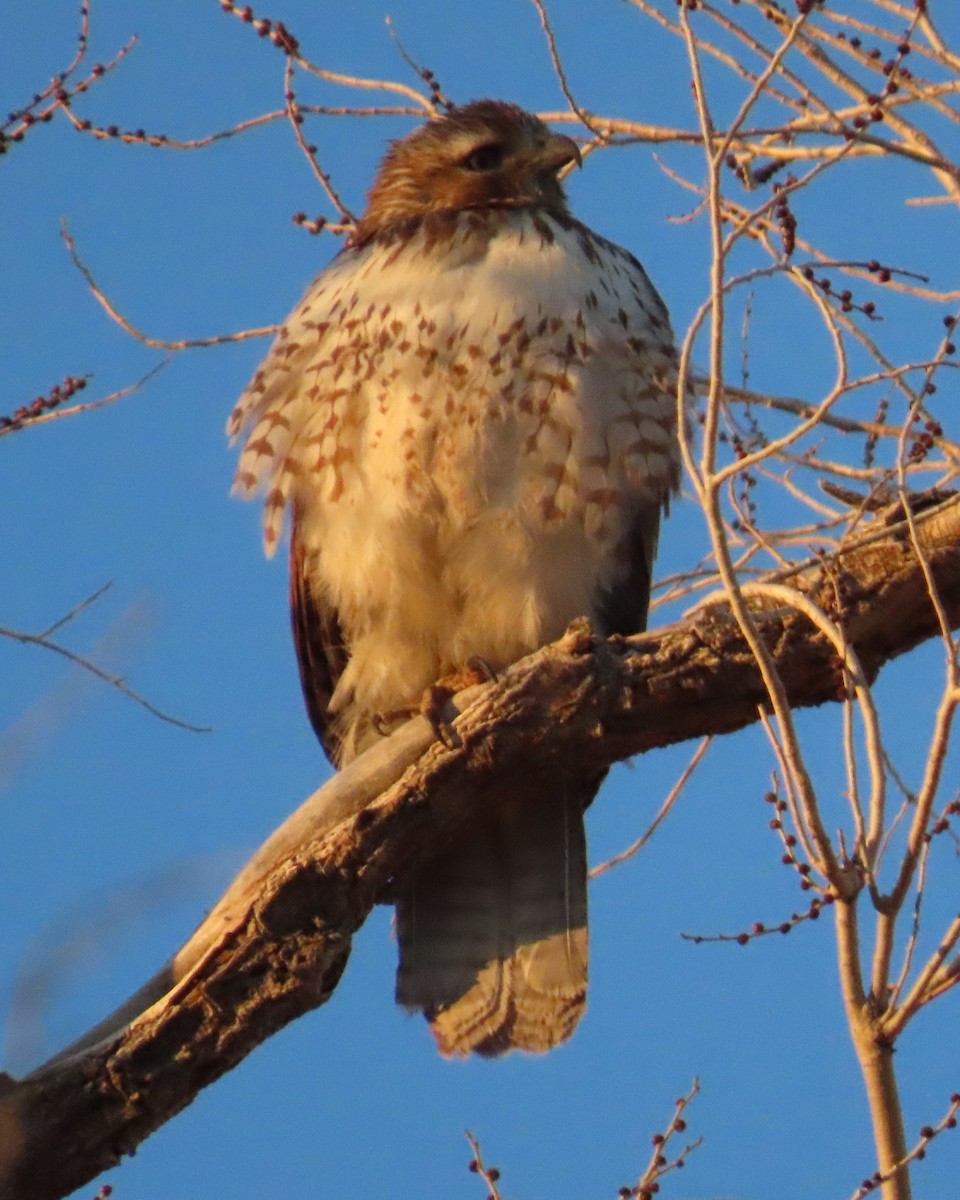 Red-tailed Hawk - ML630402053