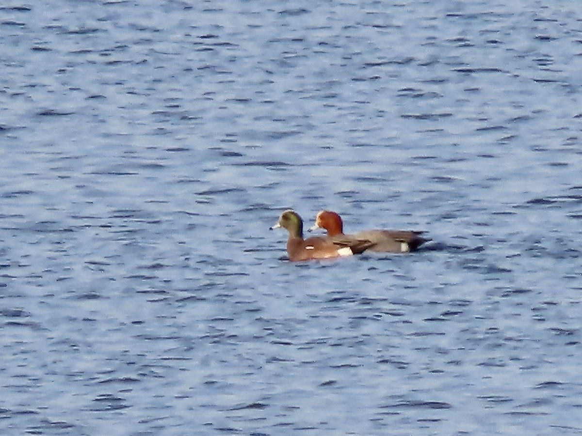 Eurasian Wigeon - ML630402192