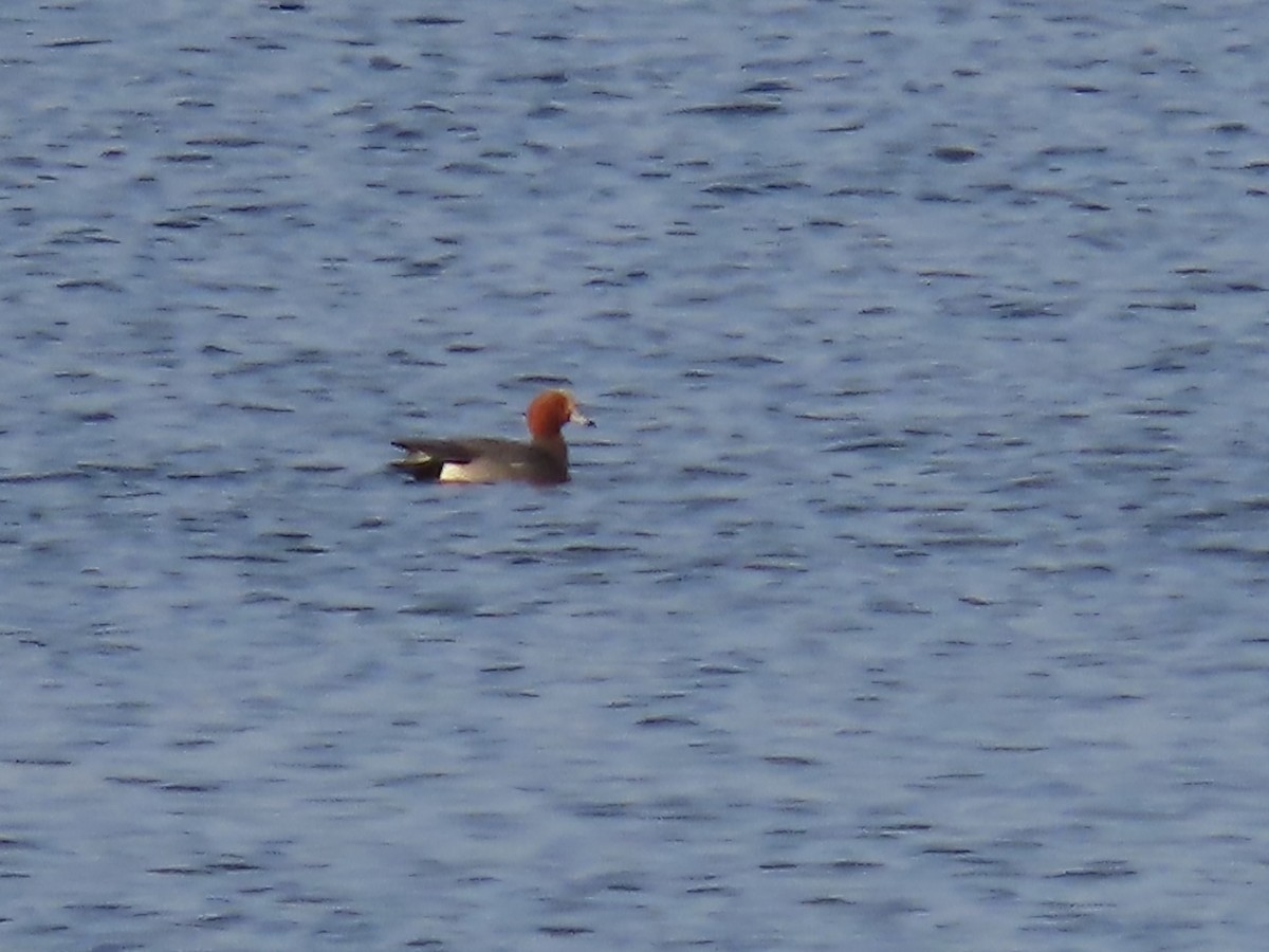 Eurasian Wigeon - ML630402193