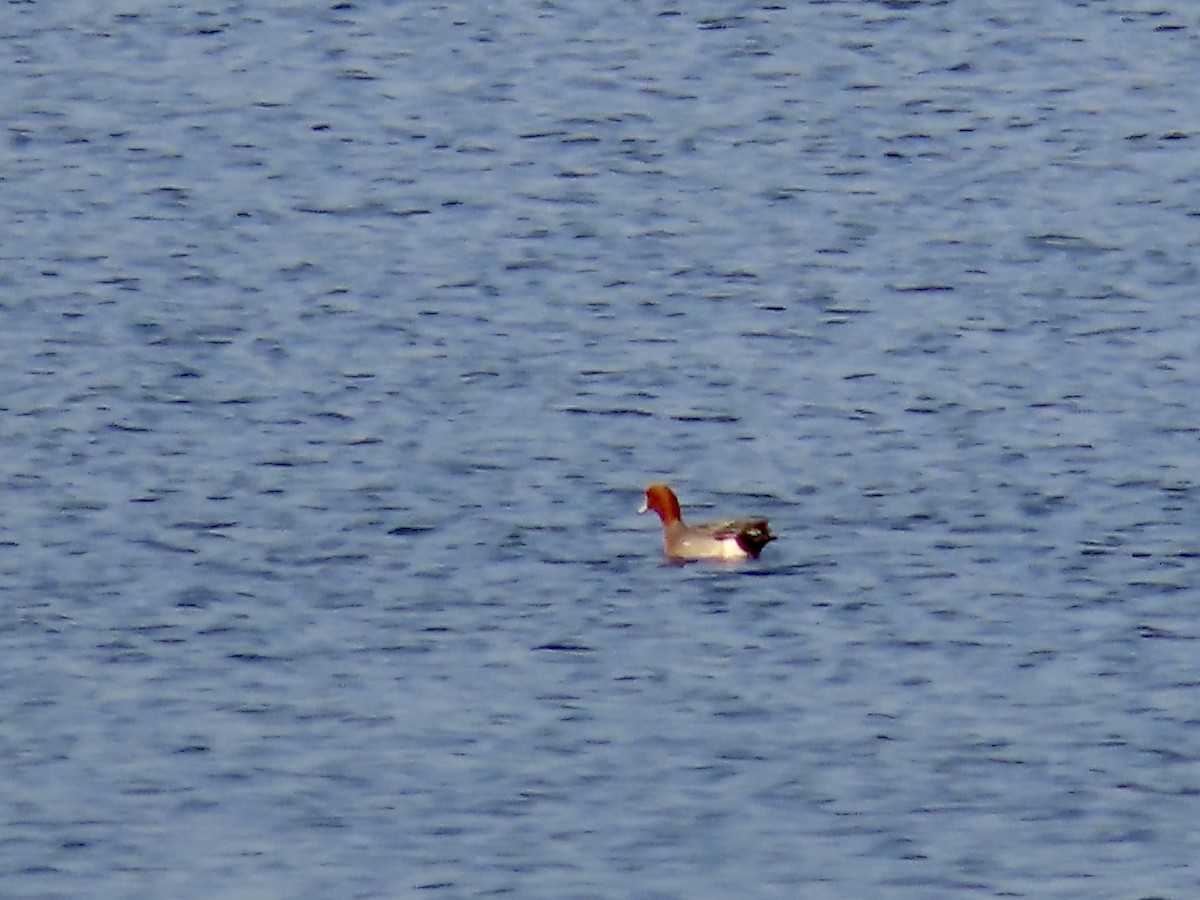 Eurasian Wigeon - ML630402195