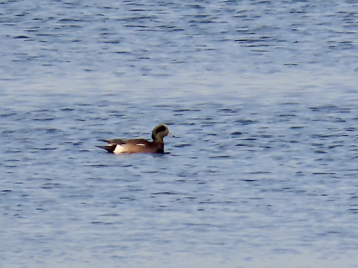 American Wigeon - ML630402234