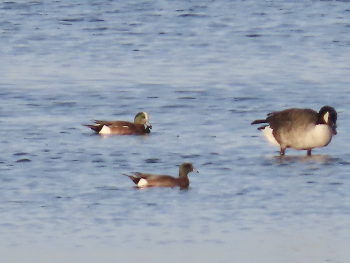American Wigeon - ML630402235