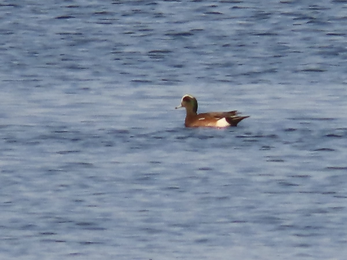 American Wigeon - ML630402236