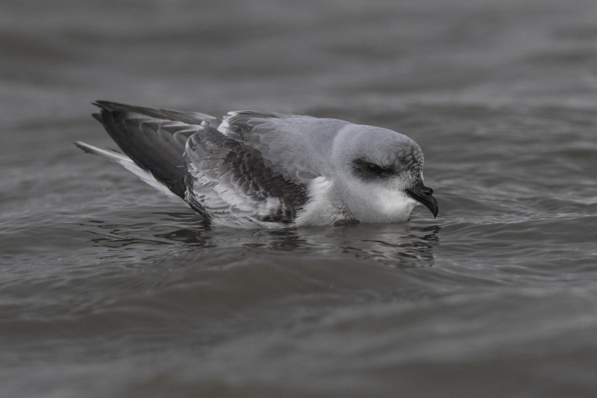 Fork-tailed Storm-Petrel - ML63040231