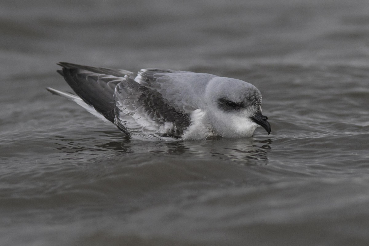 Fork-tailed Storm-Petrel - Bryce Robinson