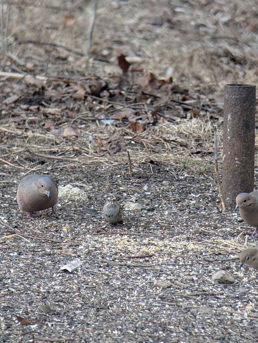 American Tree Sparrow - ML630402441