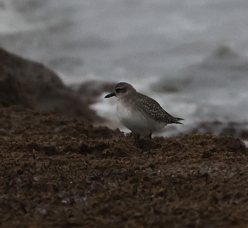 Black-bellied Plover - ML630402552