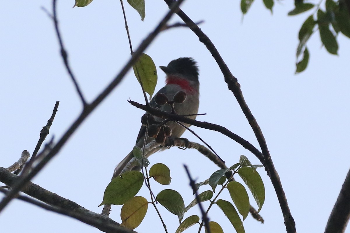 Rose-throated Becard - ML630402566