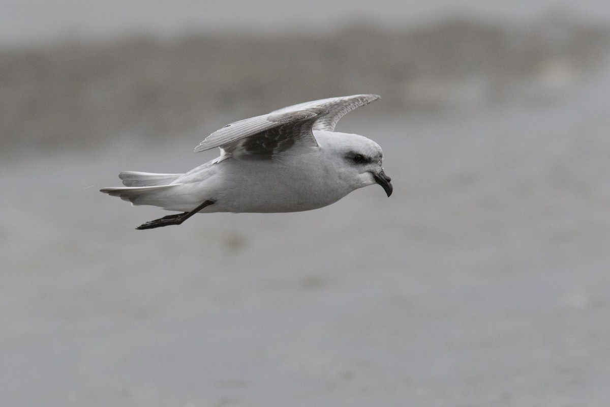 Fork-tailed Storm-Petrel - Bryce Robinson