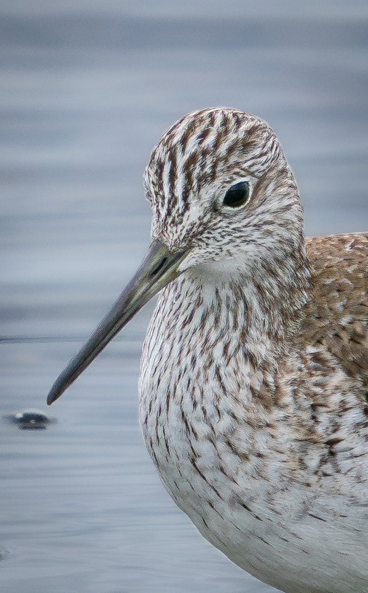 Greater Yellowlegs - ML630402833