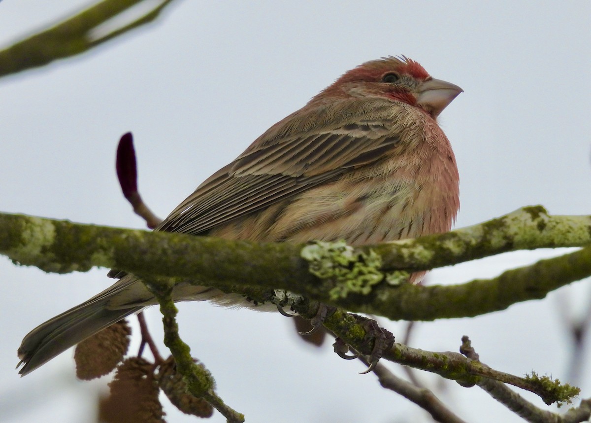 House Finch - ML630402863