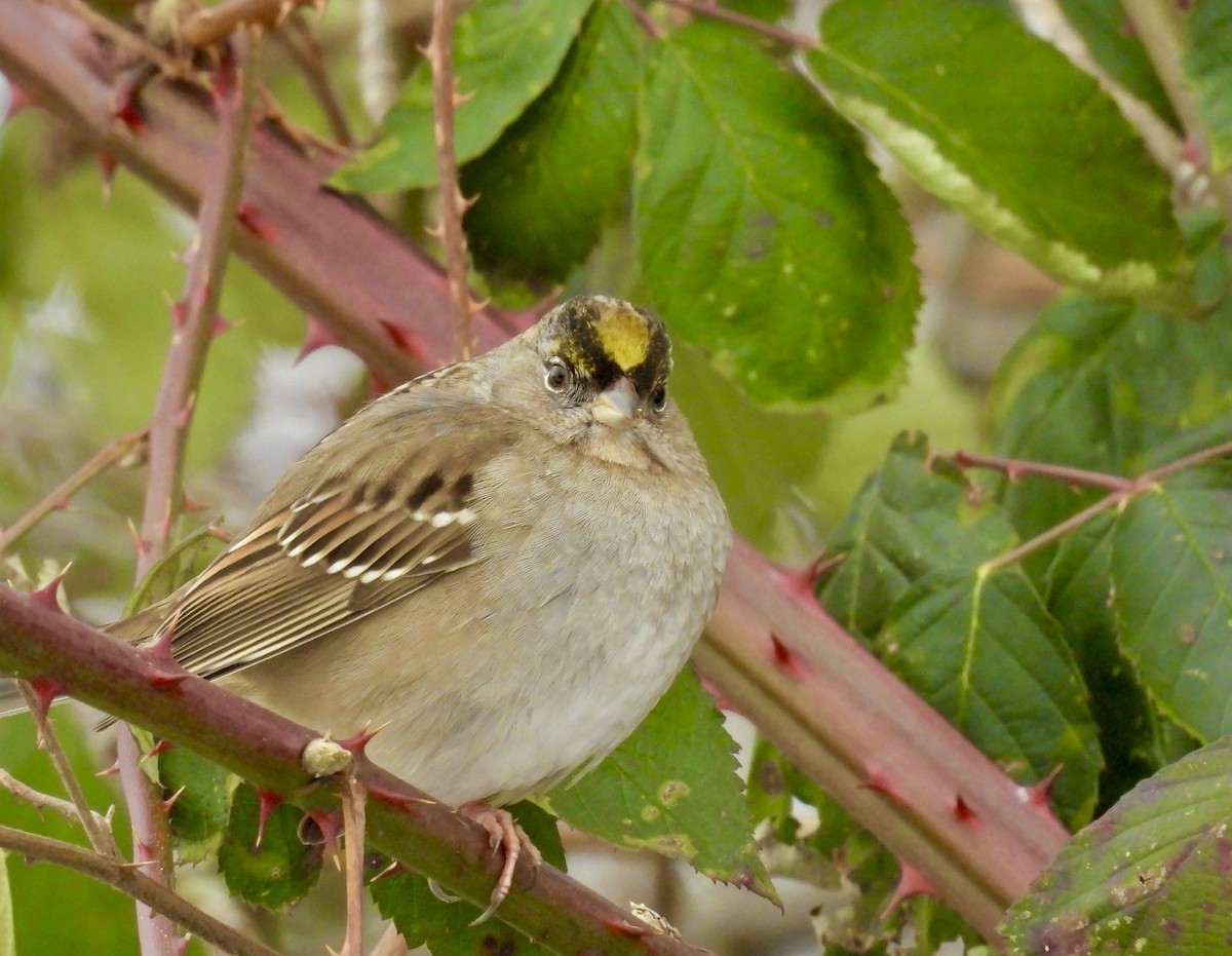 Golden-crowned Sparrow - ML630402875