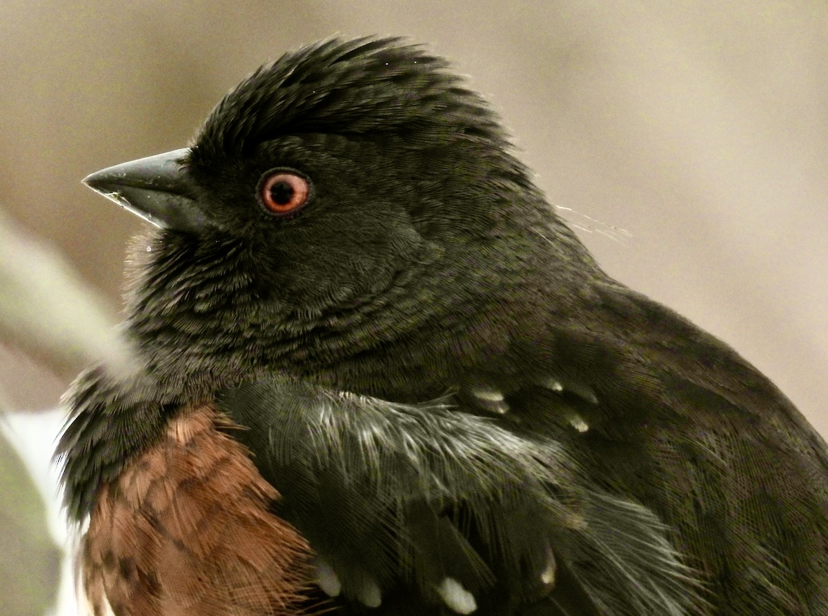 Spotted Towhee - ML630402885