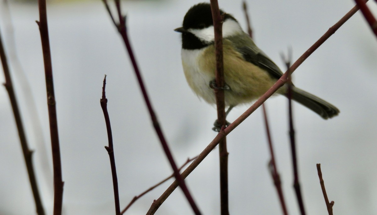 Black-capped Chickadee - ML630402915