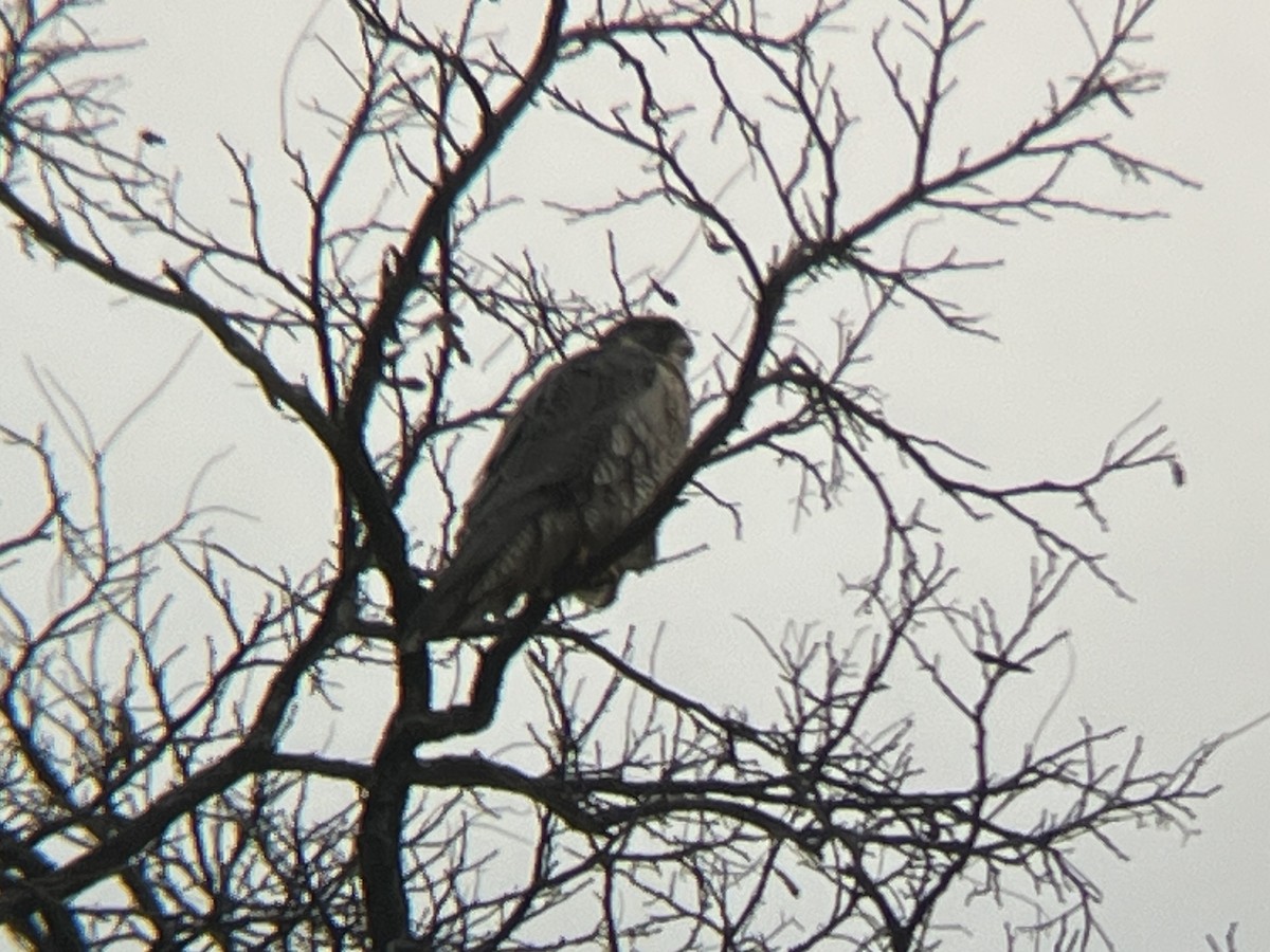 Peregrine Falcon - ML630403520