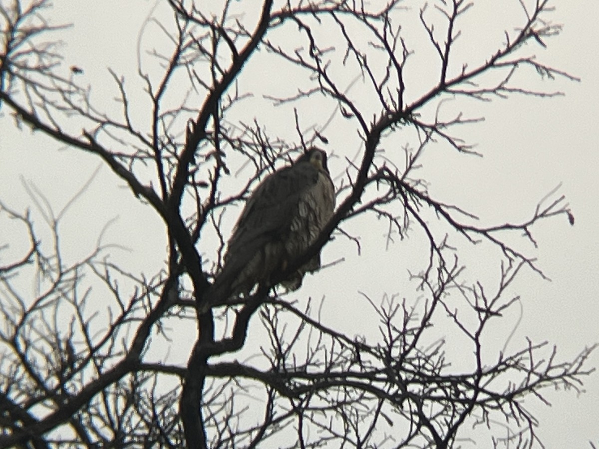 Peregrine Falcon - ML630403521