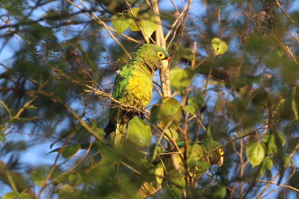 Orange-fronted Parakeet - ML630403570