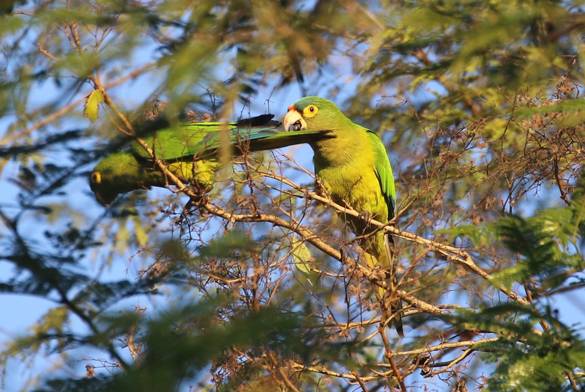 Orange-fronted Parakeet - ML630403573