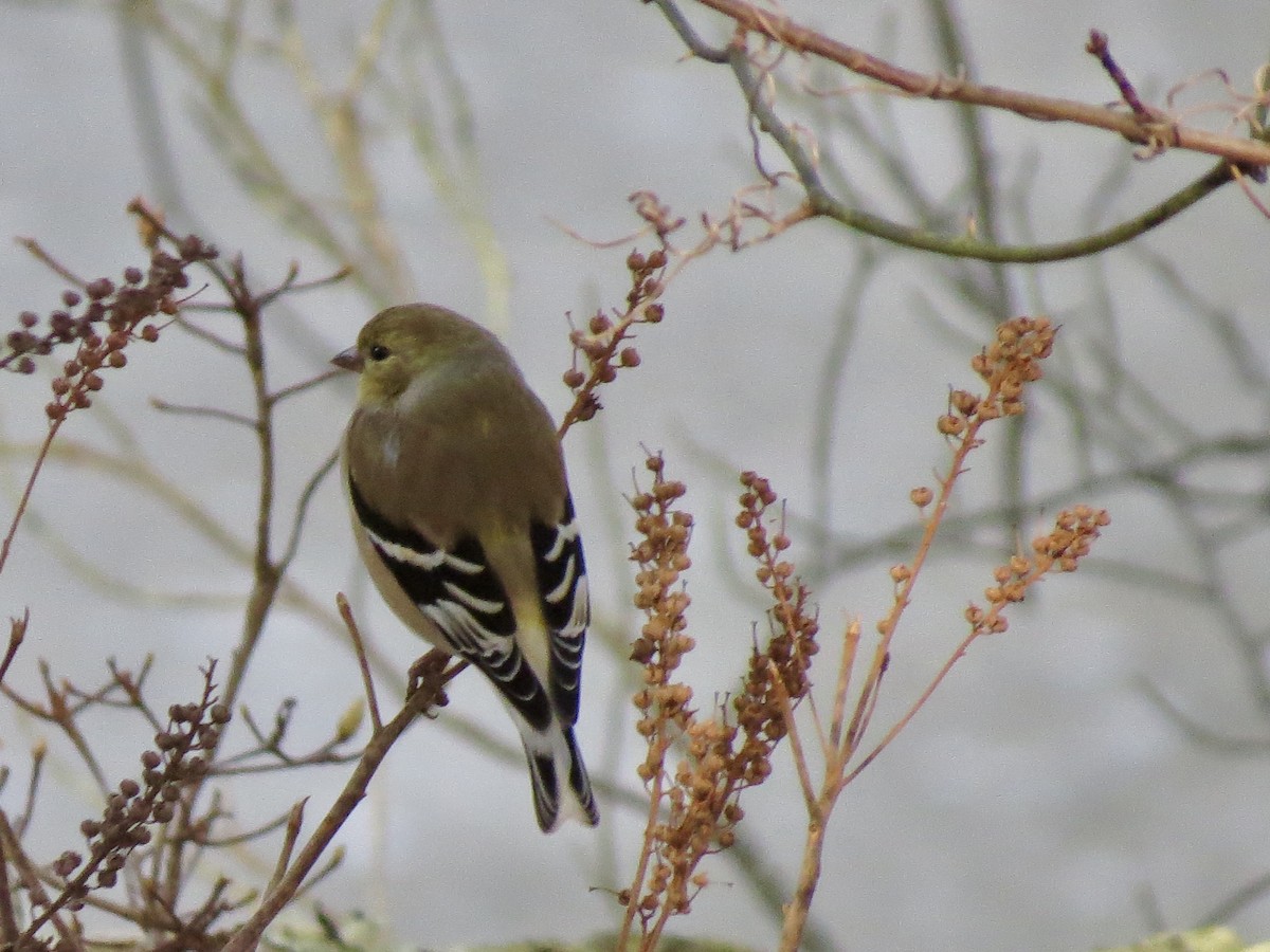 gulstillits - ML630403728