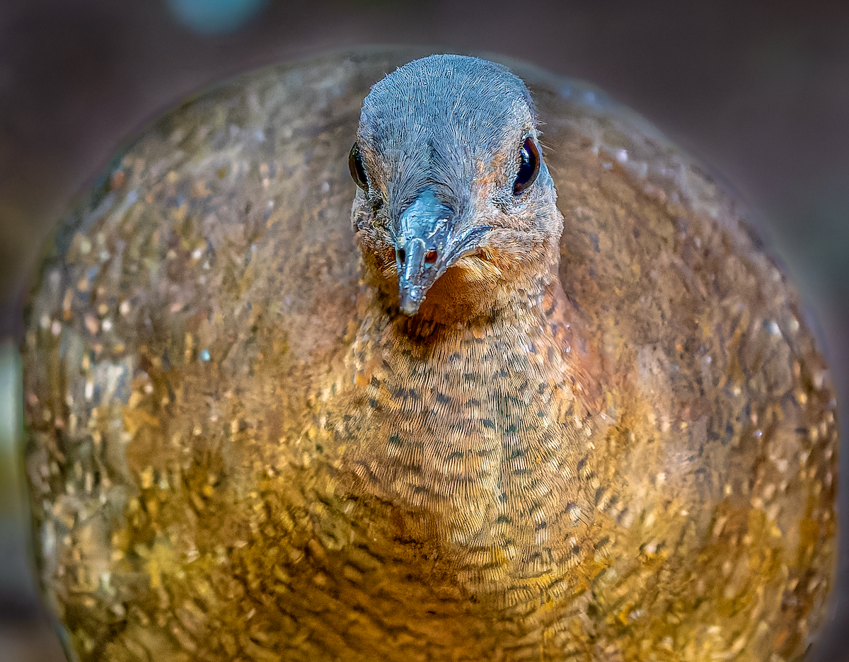 Highland Tinamou - ML630403859