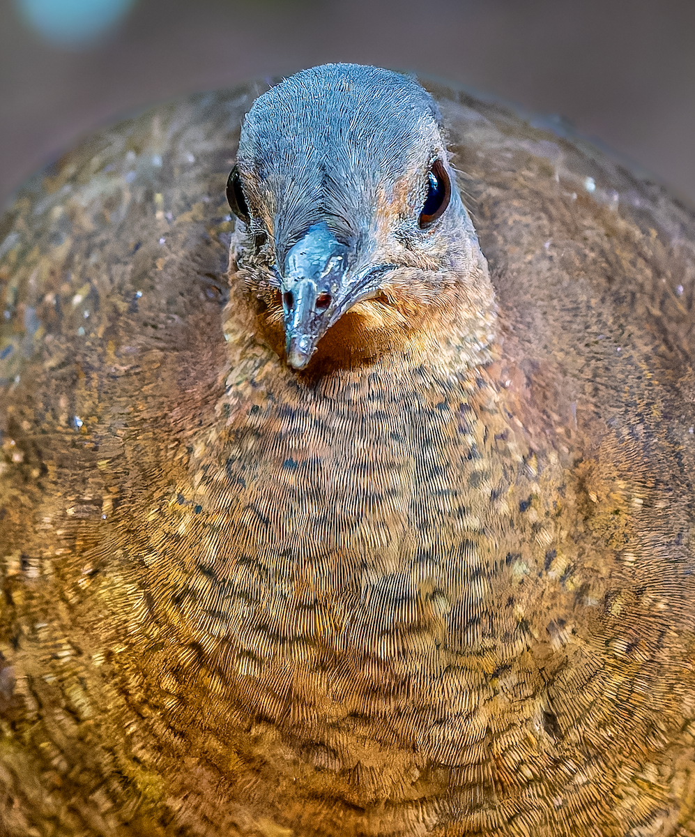 Highland Tinamou - ML630403860