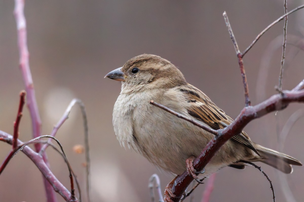 House Sparrow - Adam Carey