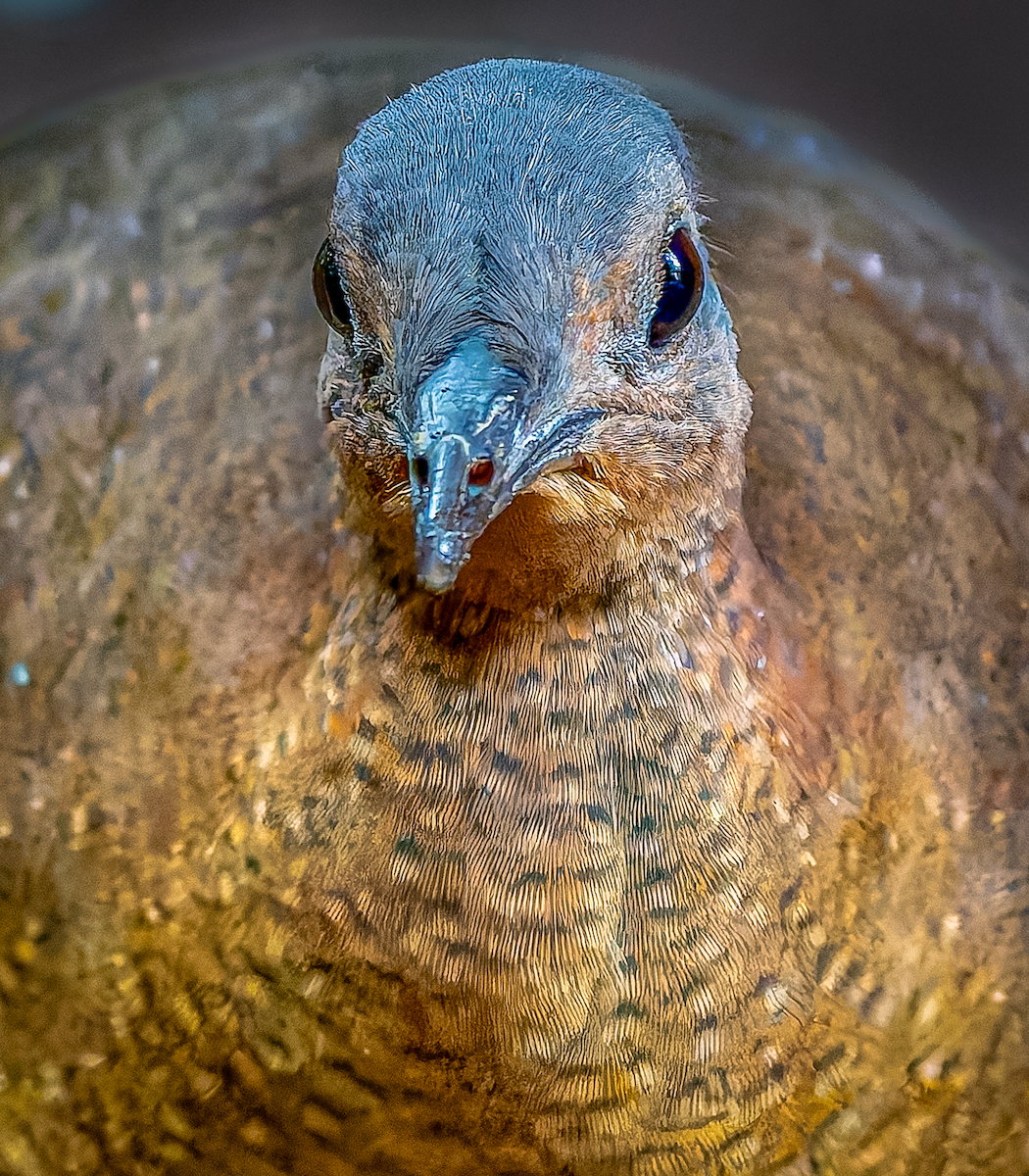 Highland Tinamou - ML630403919