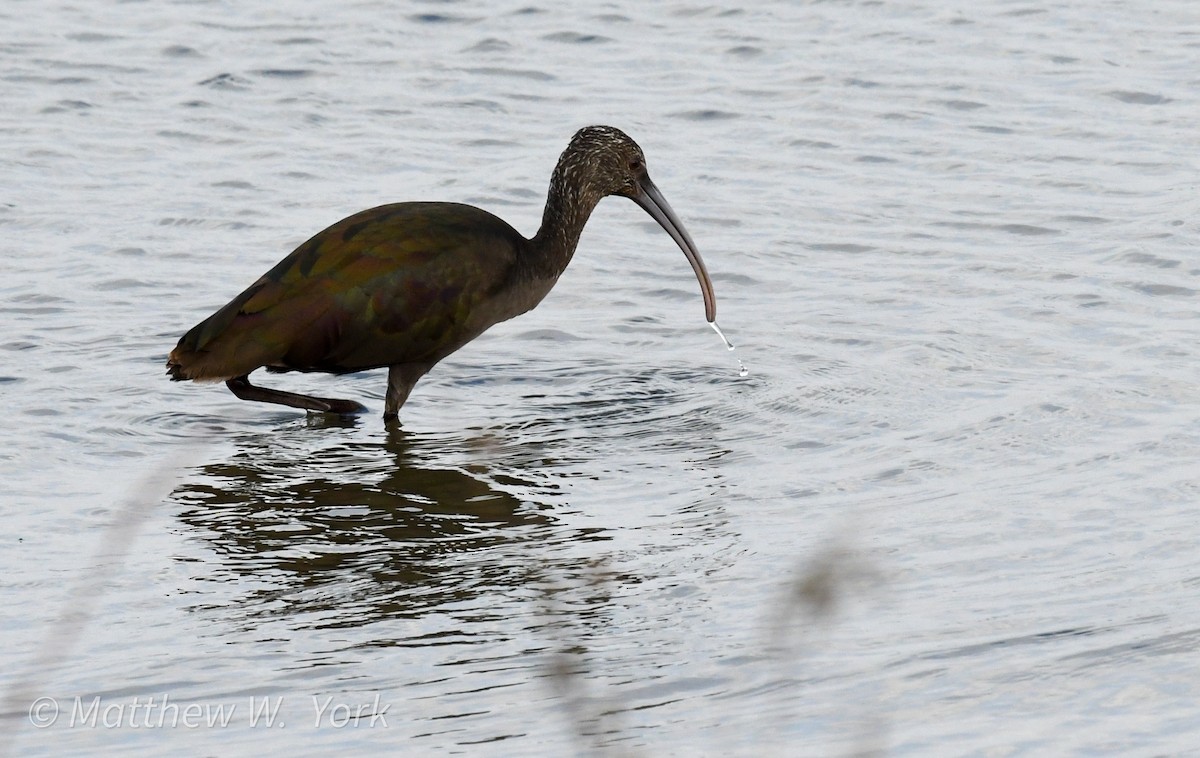 White-faced Ibis - ML630403965