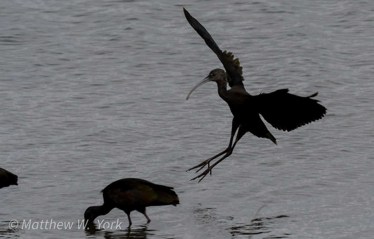 White-faced Ibis - ML630403966