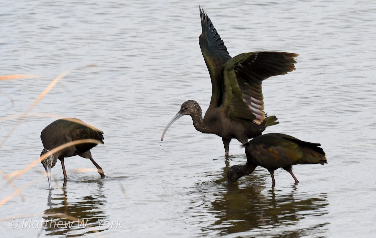 White-faced Ibis - ML630403967