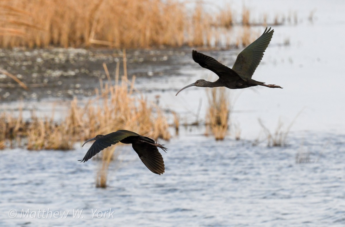 White-faced Ibis - ML630403968