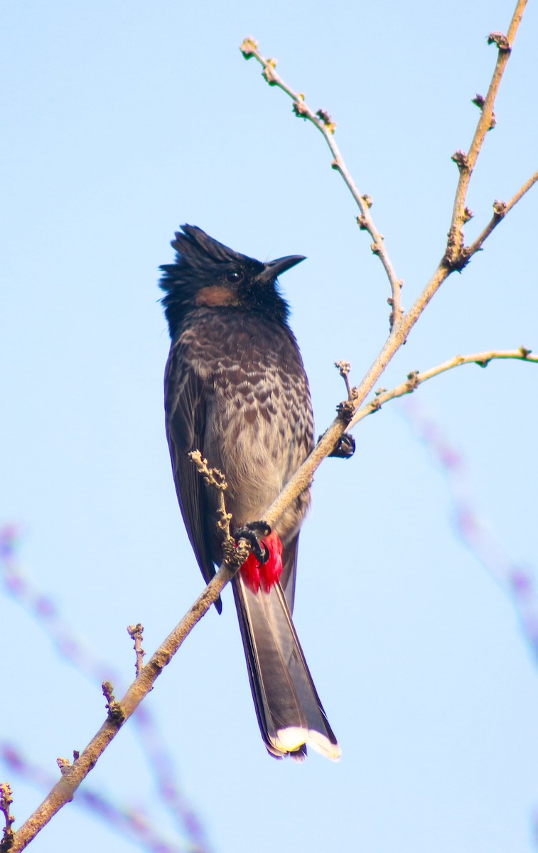 Red-vented Bulbul - ML630403981