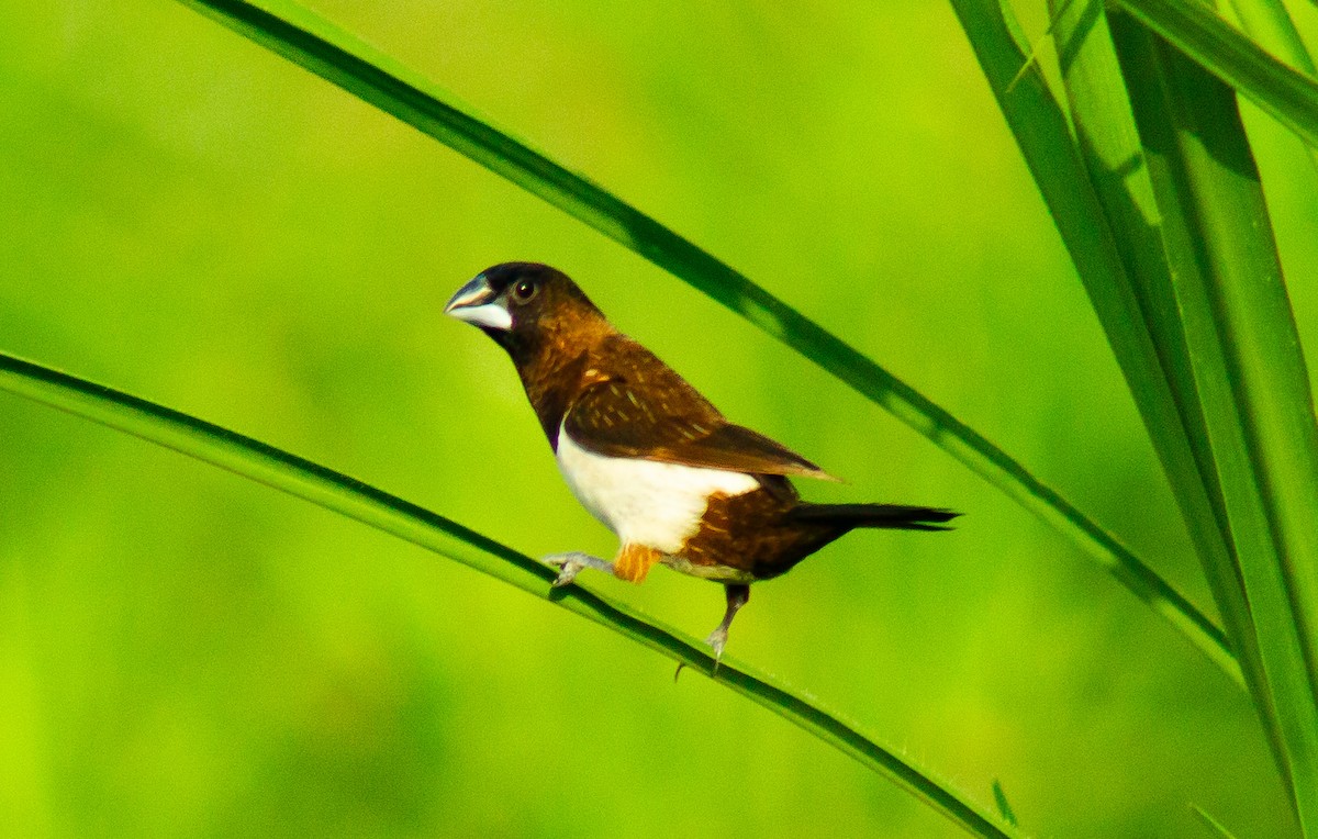 White-rumped Munia - ML630404006